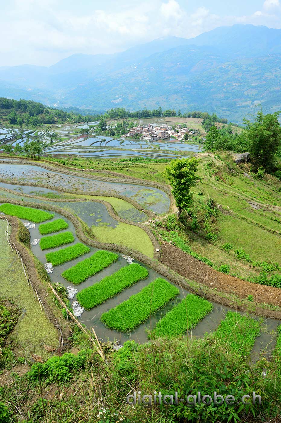 Risaia, terrazze, Yunnan, Yuanyang, Cina