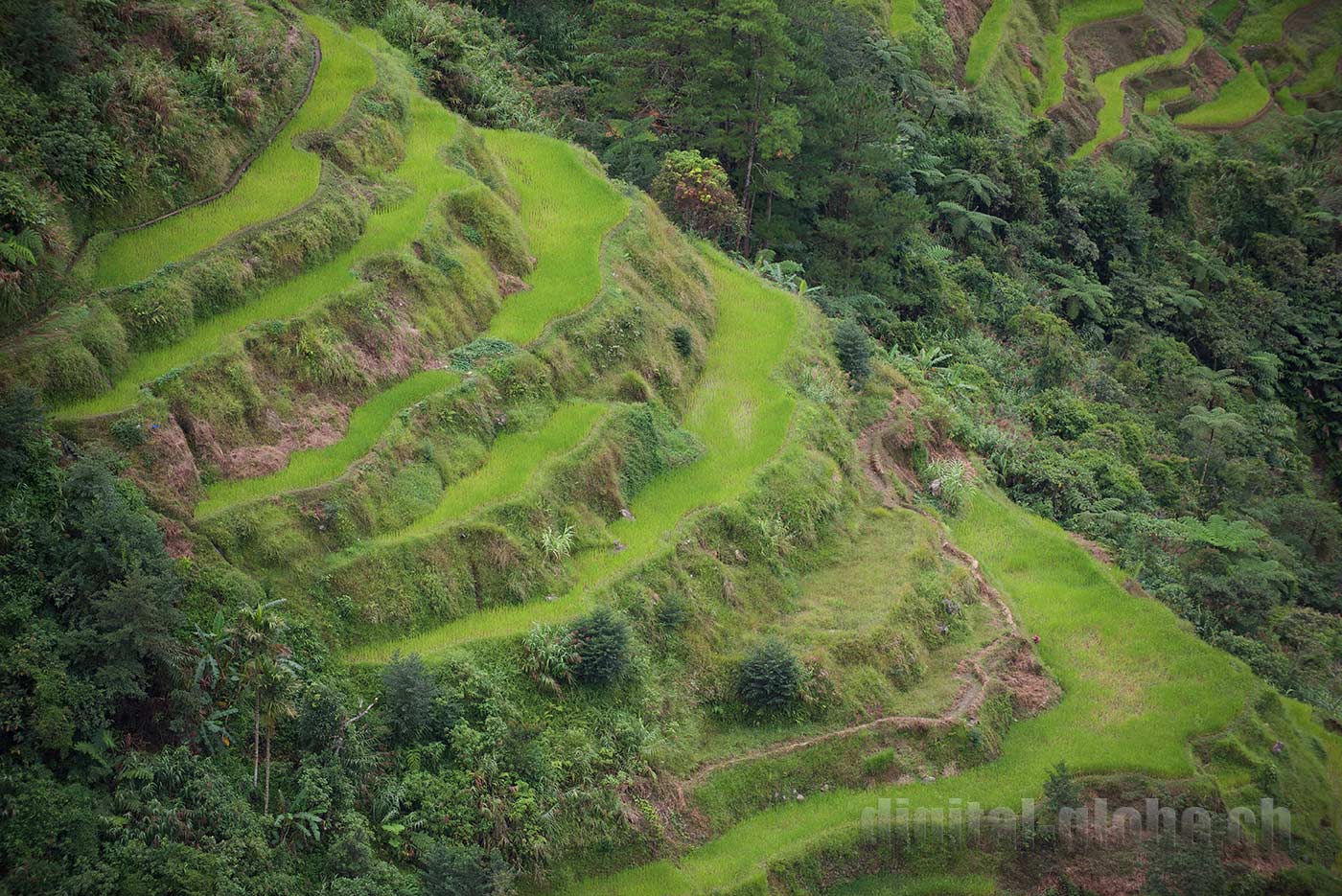 Ifugao Province, Filippine, Rice Terraces, Bangaan, Batad, Banaue