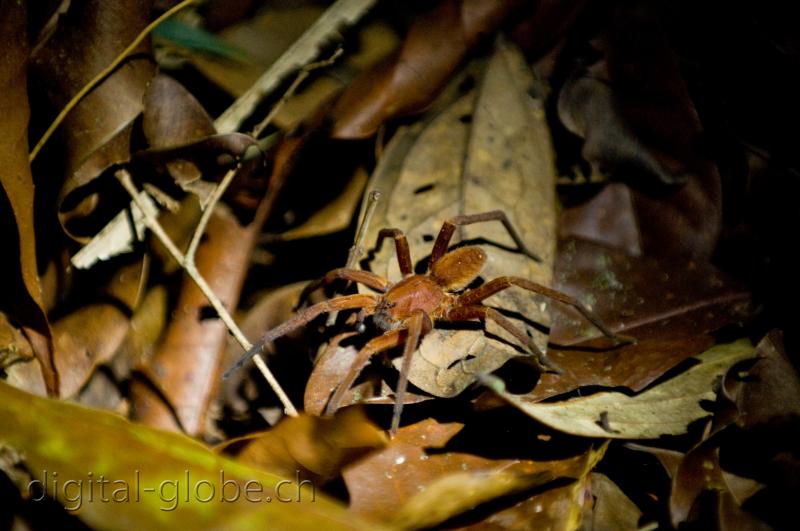 Brasile Amazzonia, fotografia, natura