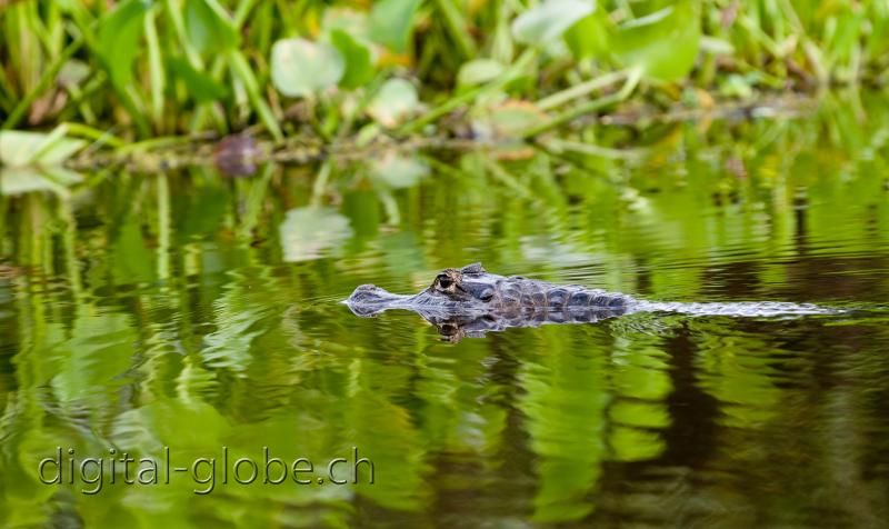 Pantanal, fotografia, natura