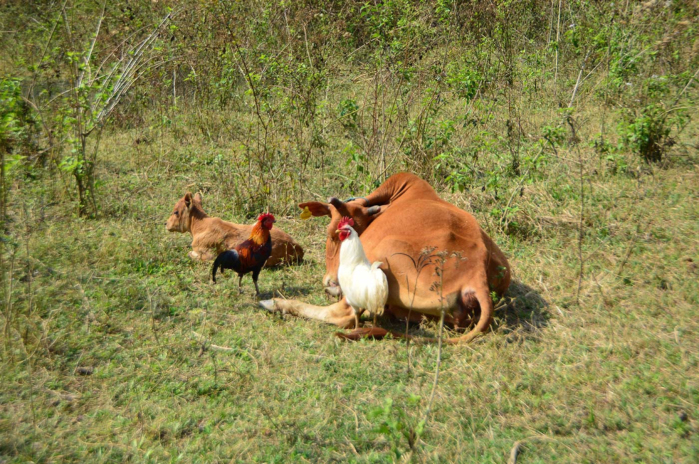 Laos, Indocina, fotografia, Luang Prabang, Vientiane, Vang Vieng