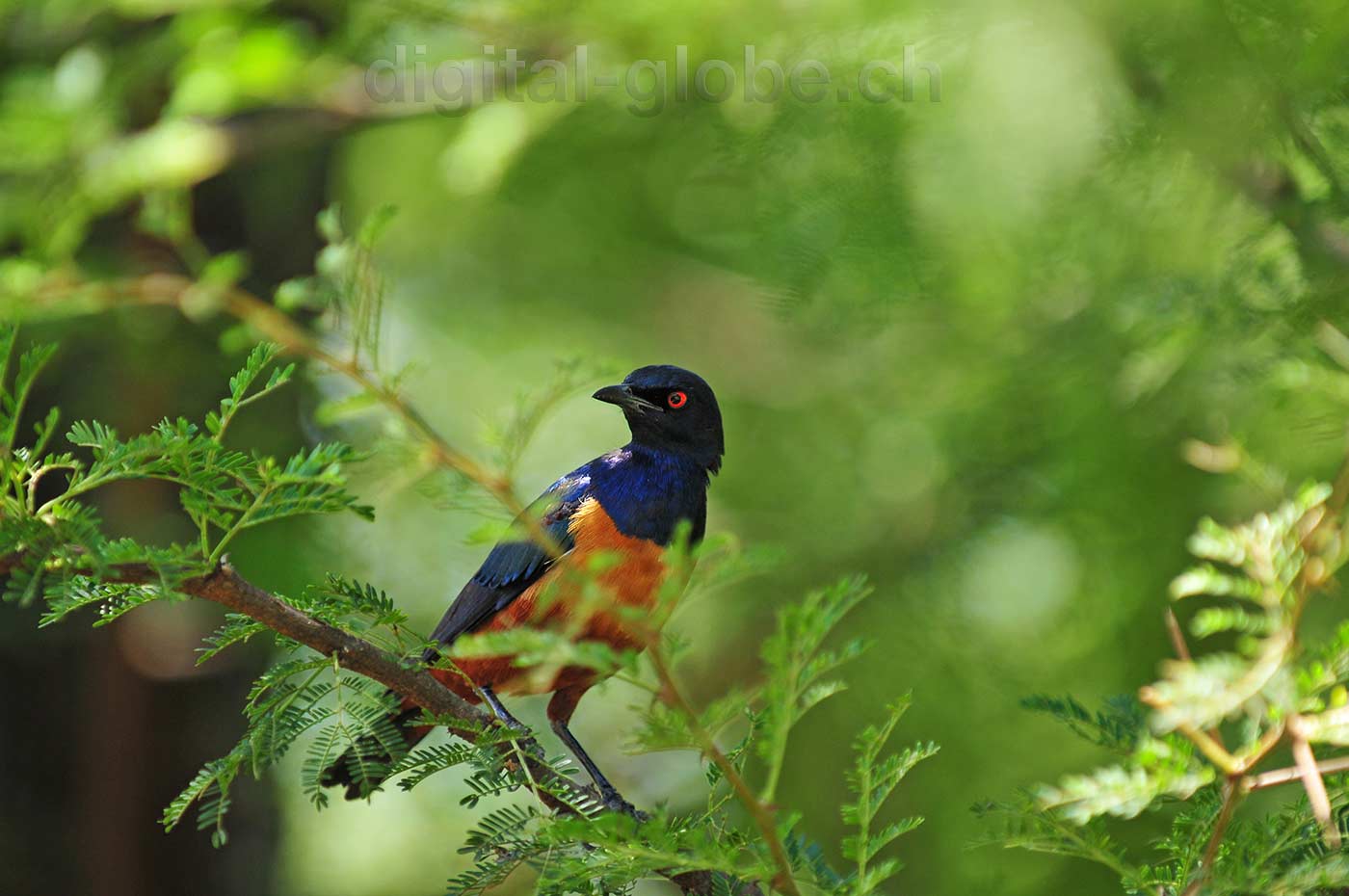 Tanzania, fotografia