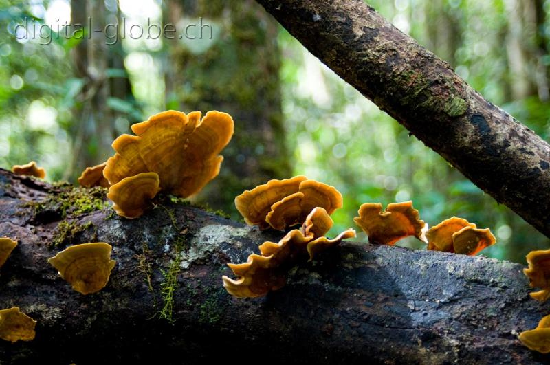 Funghi, vegetazione, Madagascar, fotografia, natura