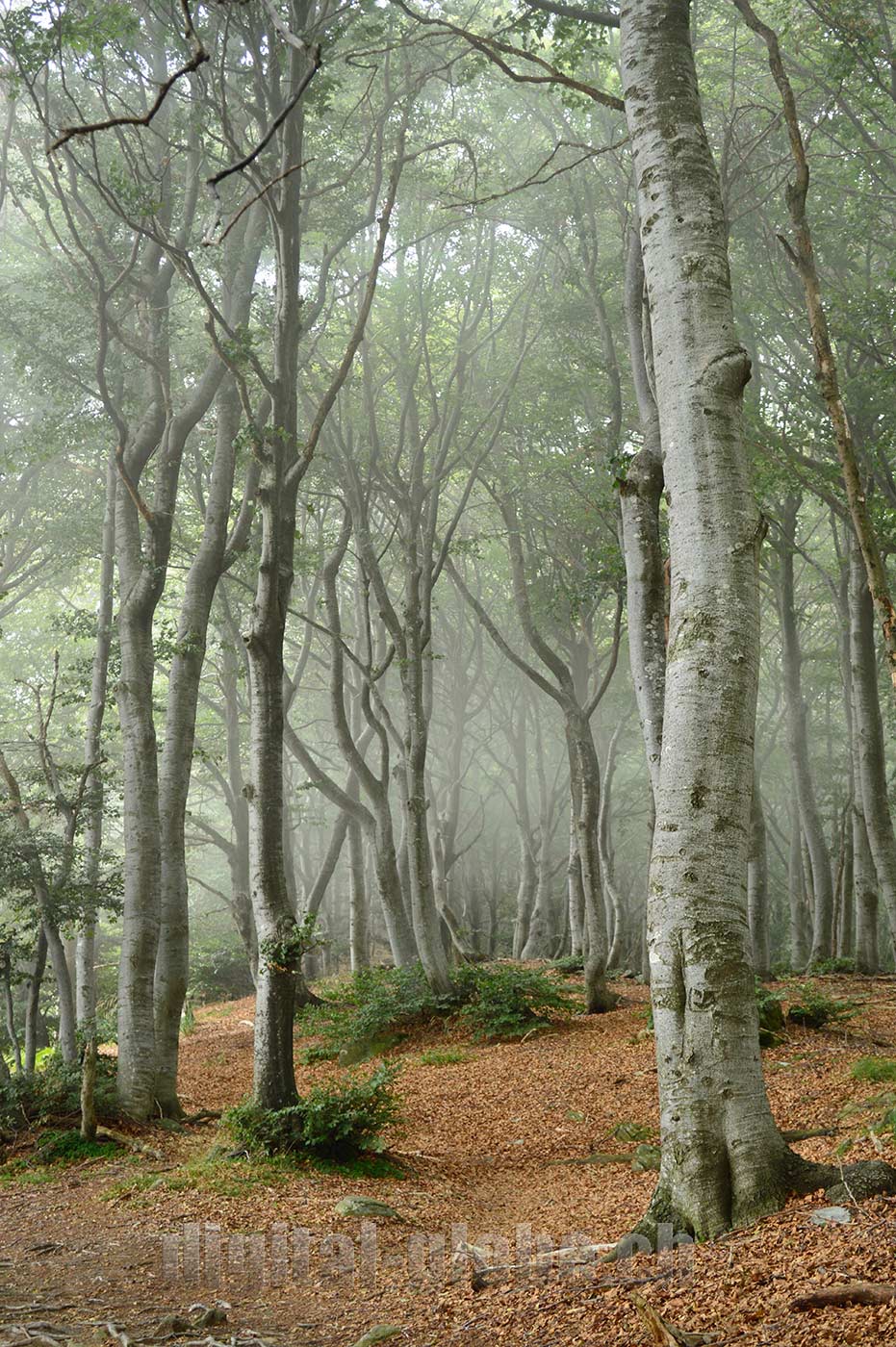 Ticino, fotografia, natura