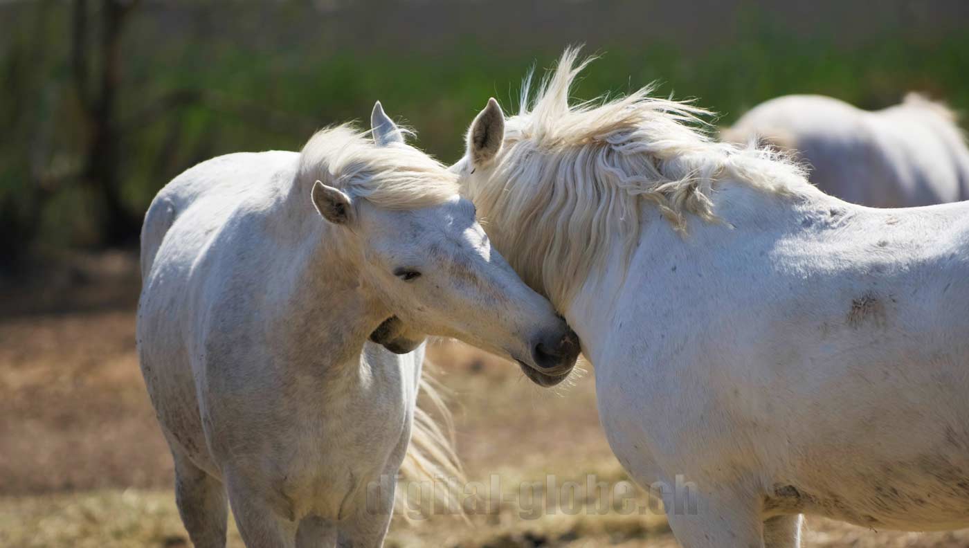 Francia, Camargue, fotografia, natura, fenicottero, cavallo, grandangolare