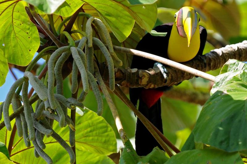 Centro America,  Corcovado, Costa Rica, fotografia naturalistica