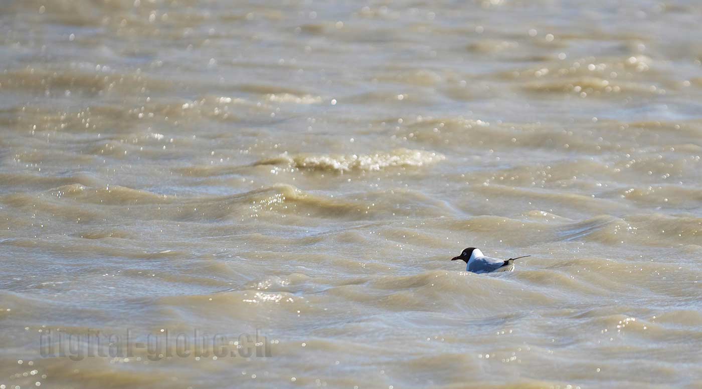 Francia, Camargue, fotografia, natura, fenicottero, cavallo, grandangolare