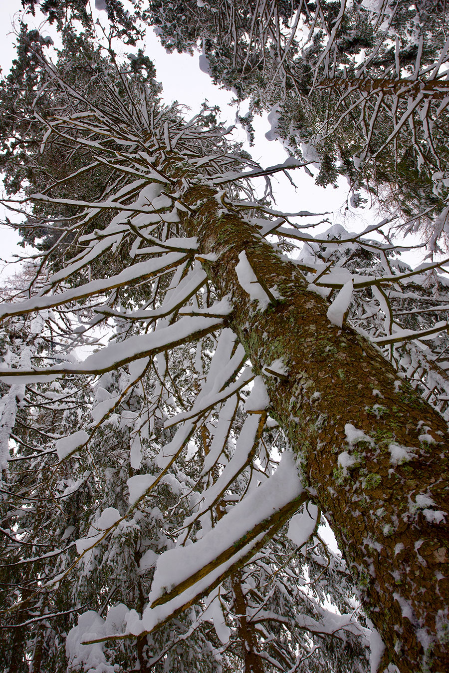 Bosco Gurin, Ticino, inverno, neve, bosco, prospettiva