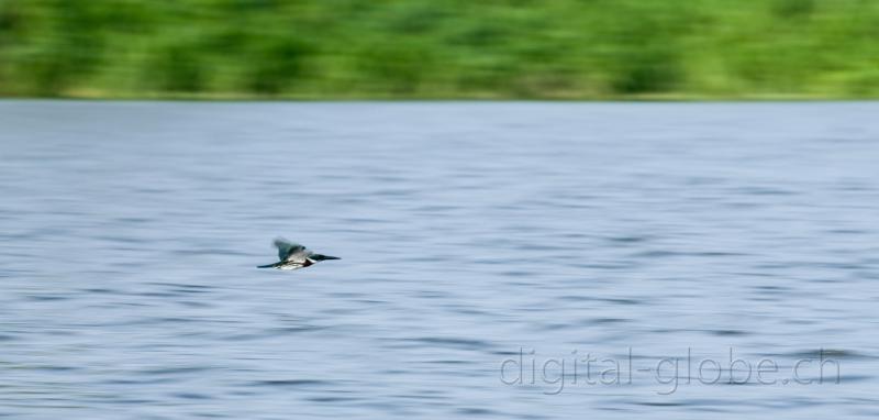 Brasile Amazzonia, fotografia, natura