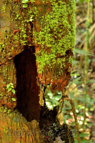 Brasile Amazzonia, fotografia, natura