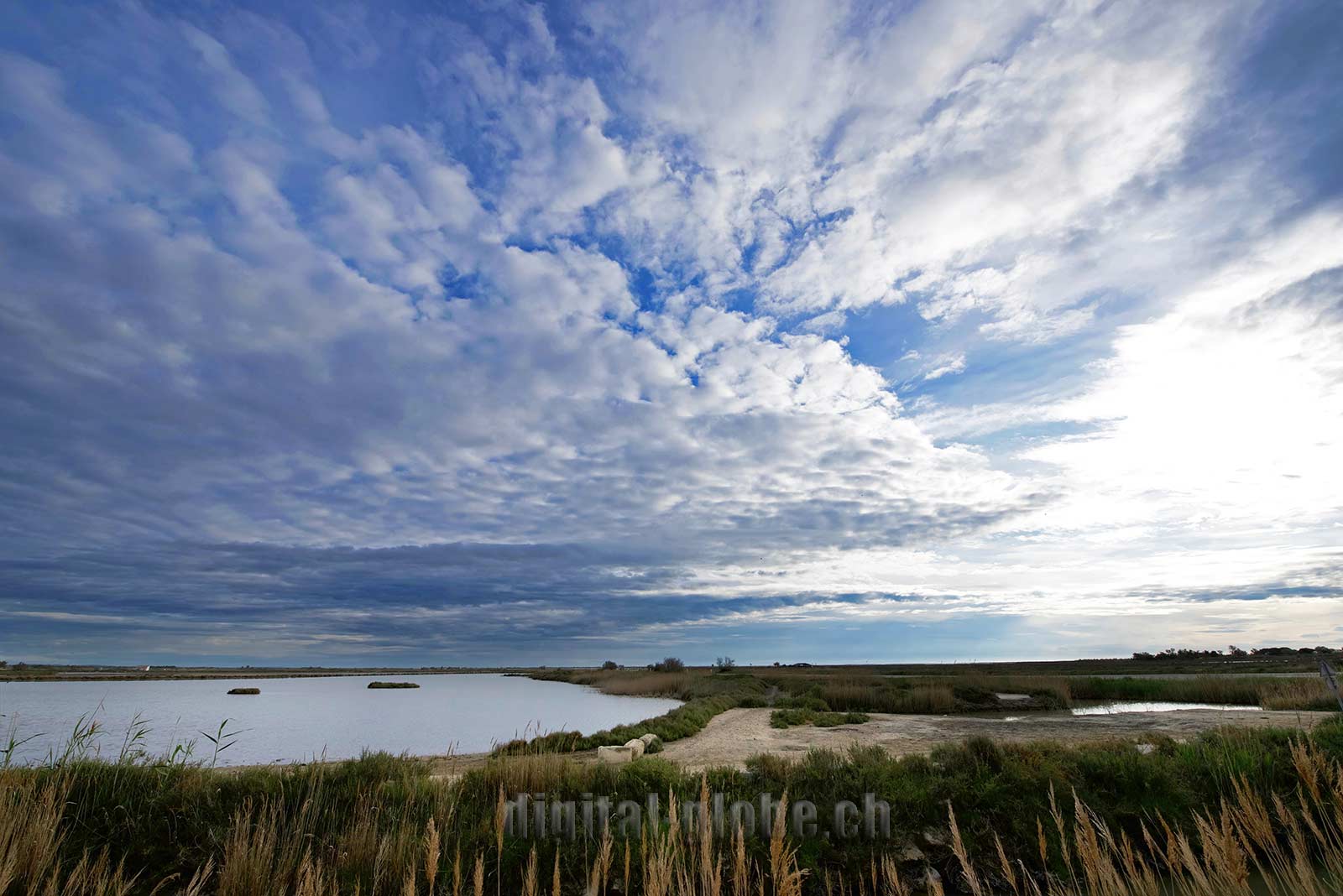 Francia, Camargue, fotografia, natura, fenicottero, cavallo, grandangolare