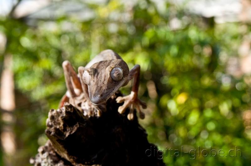 Analamazaotra, Madagascar, fotografia, geco
