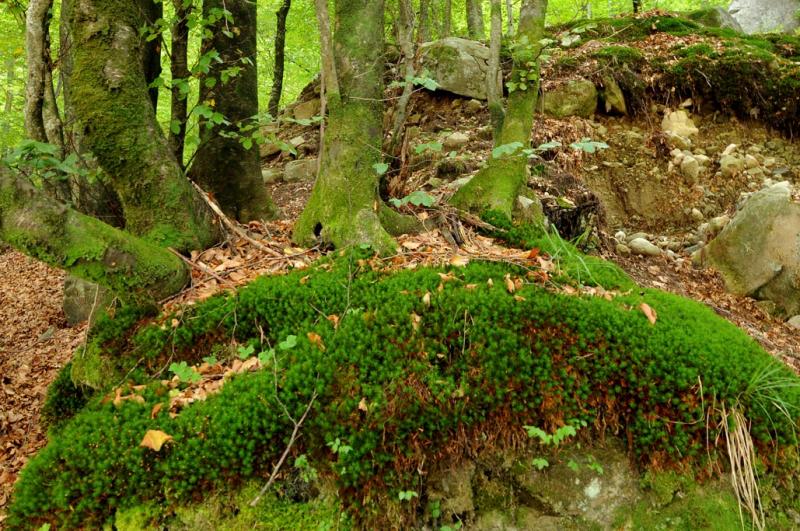 Foresta, ceppo, verde, muschio, Ticino, Verzasca, fotografia natura, naturalistica,