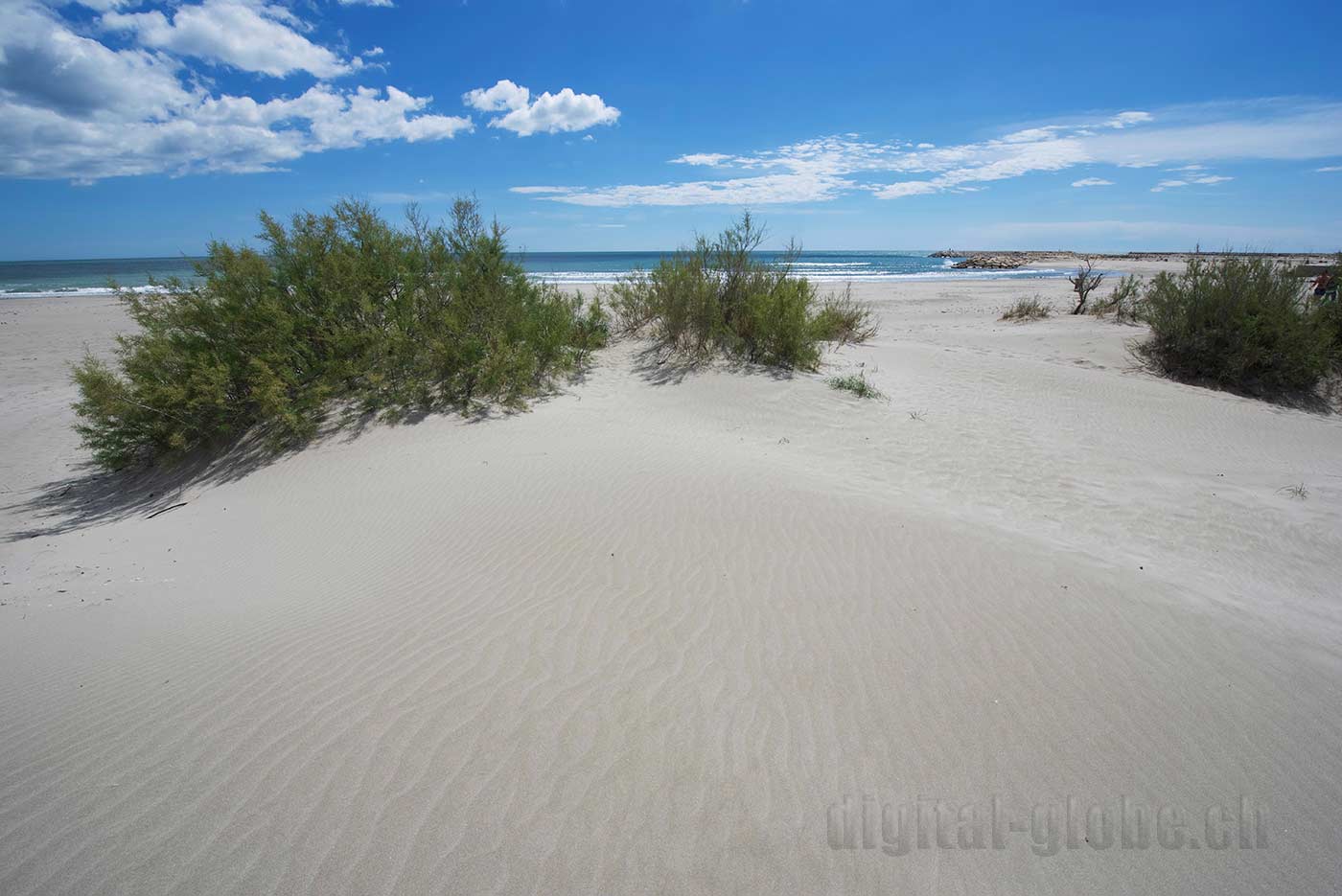 Francia, Camargue, fotografia, natura, fenicottero, cavallo, grandangolare