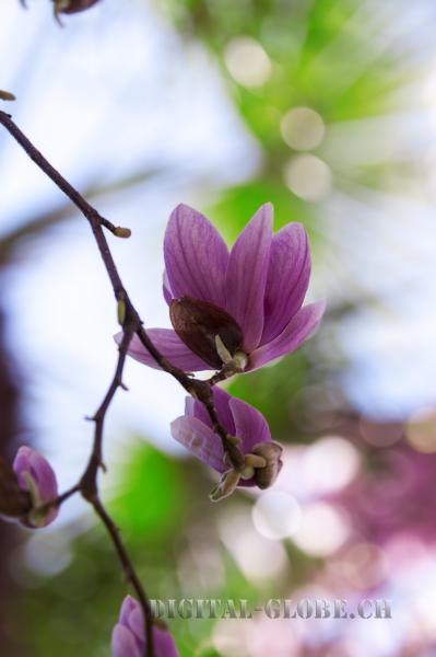 primavera, Ticino, Lago Maggiore, Locarno, magnolia, fiore, fotografia, natura, naturalistica