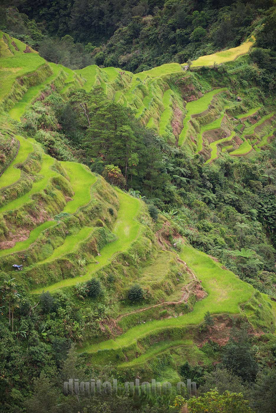 Ifugao Province, Filippine, Rice Terraces, Bangaan, Batad, Banaue
