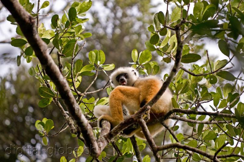 lemure, Madagascar, fotografia, natura
