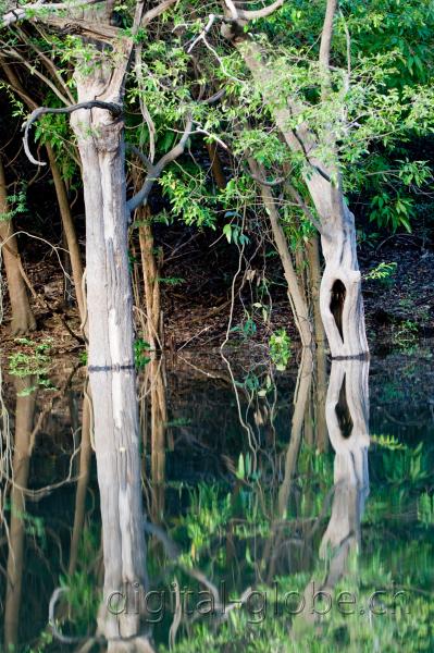 Brasile Amazzonia, fotografia, natura