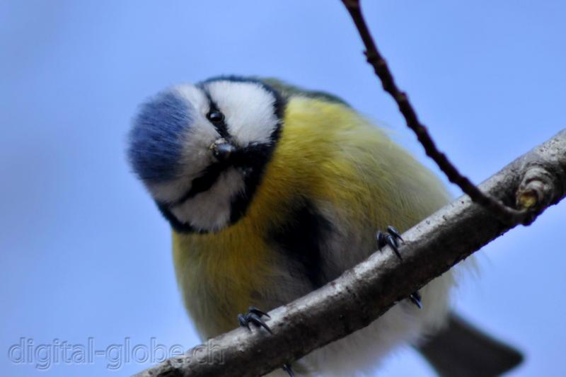 Aare, Berna, Svizzera, fiume, fotografia naturalistica