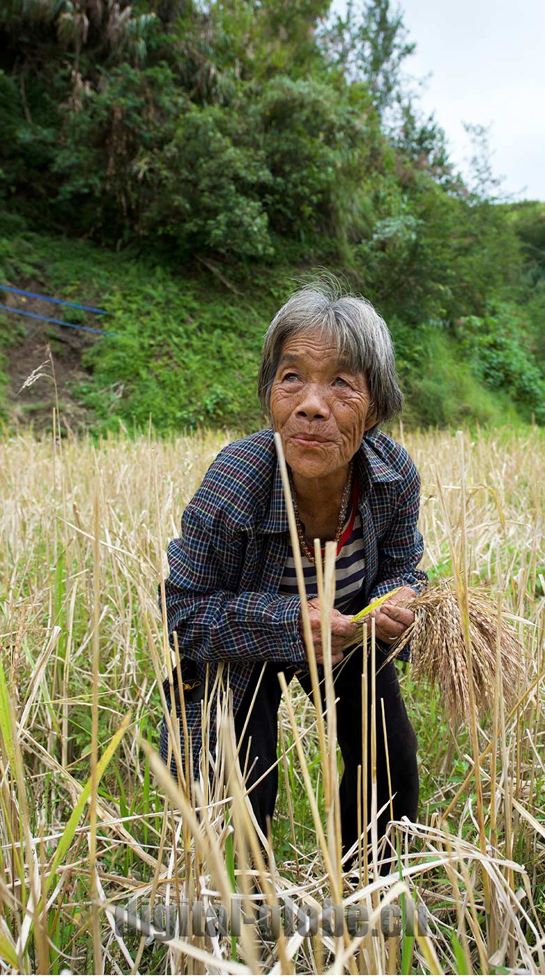 Ifugao Province, Filippine, Rice Terraces, Bangaan, Batad, Banaue
